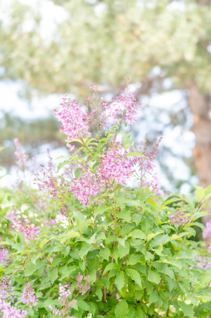 photo of purple floral plant with greenery 