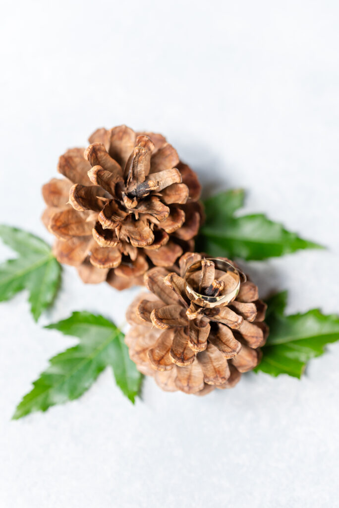 Detail shot of pine cones