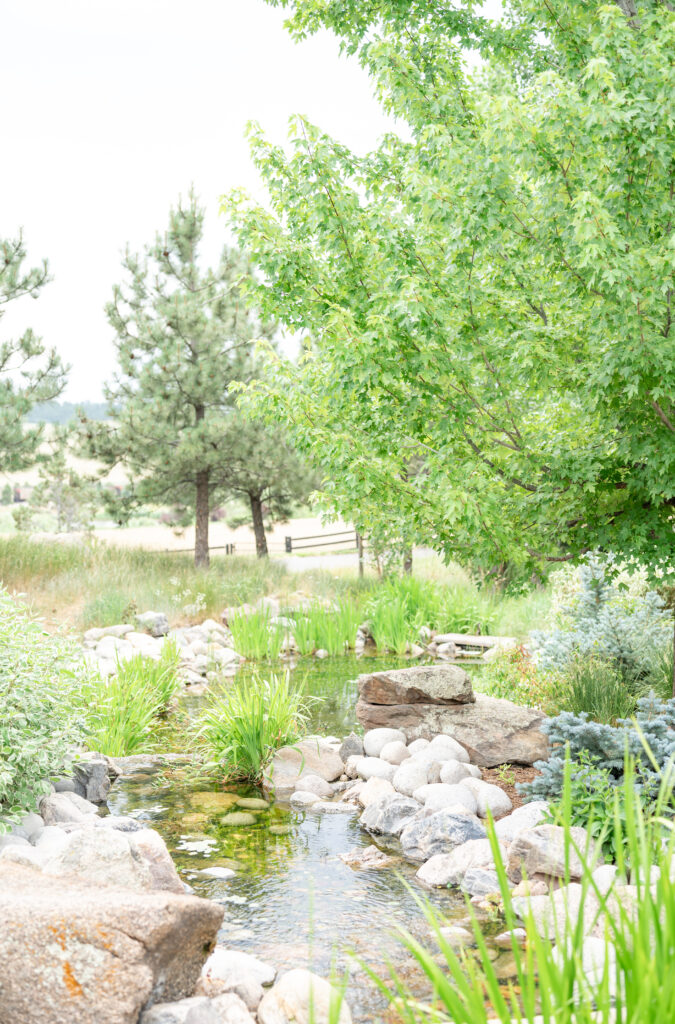 Stony creek overhung with trees during the summer on Spruce Mountain Ranch in Colorado