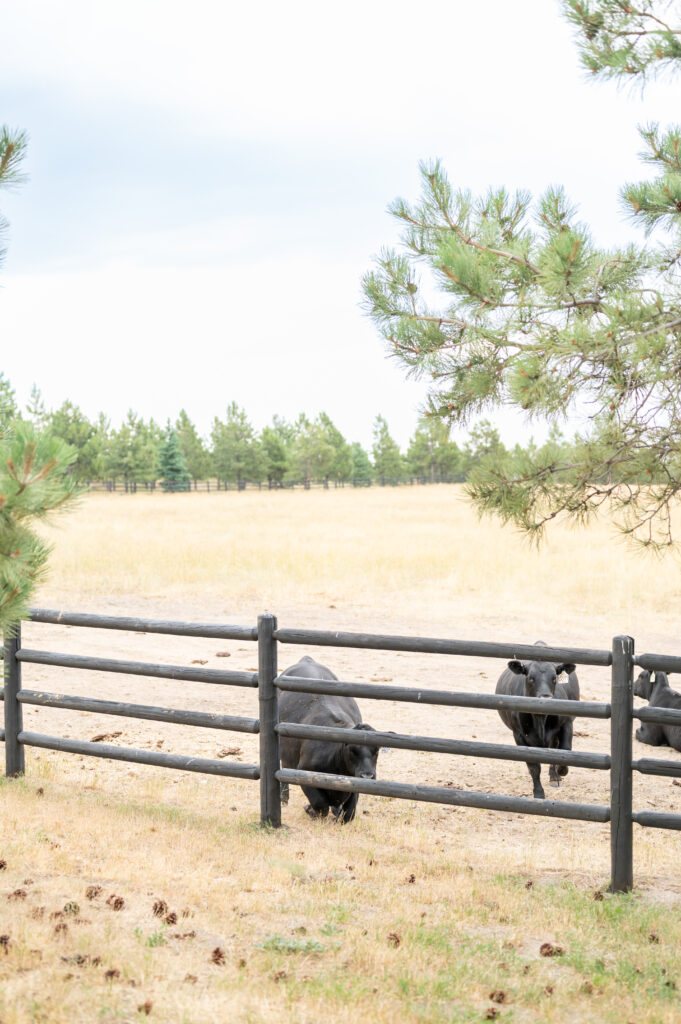 Cows grazing in a fenced field 