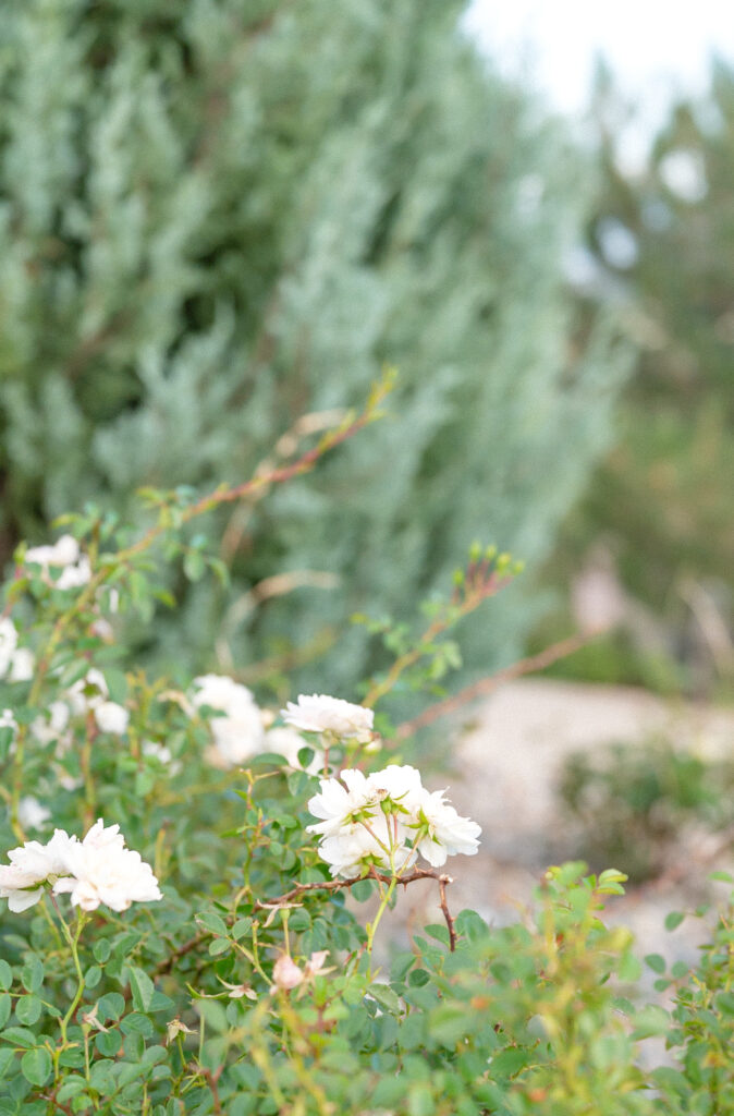 Picture of greenery and white florals in a bush at The Pinery at The Hill